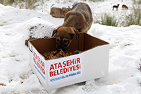 Ataşehir Belediyesi sokak hayvanlarını unutmadı