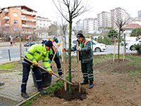 ATAŞEHİR’DE 30 BİN FİDAN DİKİLDİ, PARK SAYISI 232’YE ÇIKARILDI